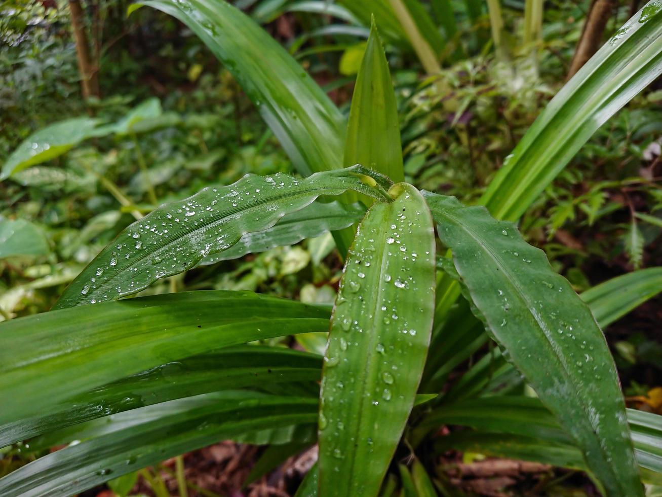 Image of dew on leaves photo