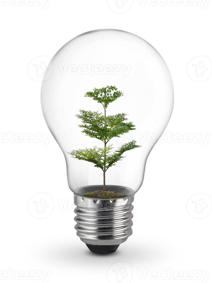 Green tree inside of light bulb on White Background, Inspiration concept photo