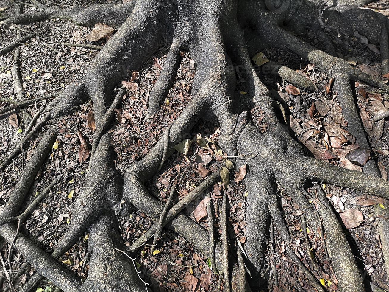 raíces de árboles en el parque foto