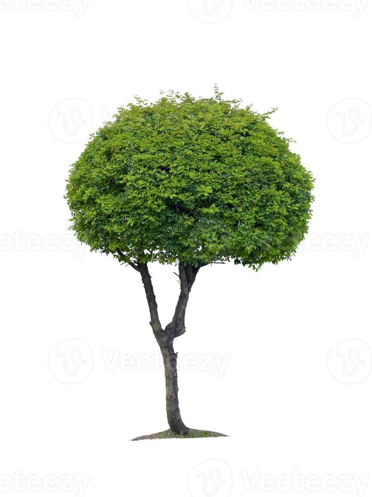 Isolated tree on white background photo