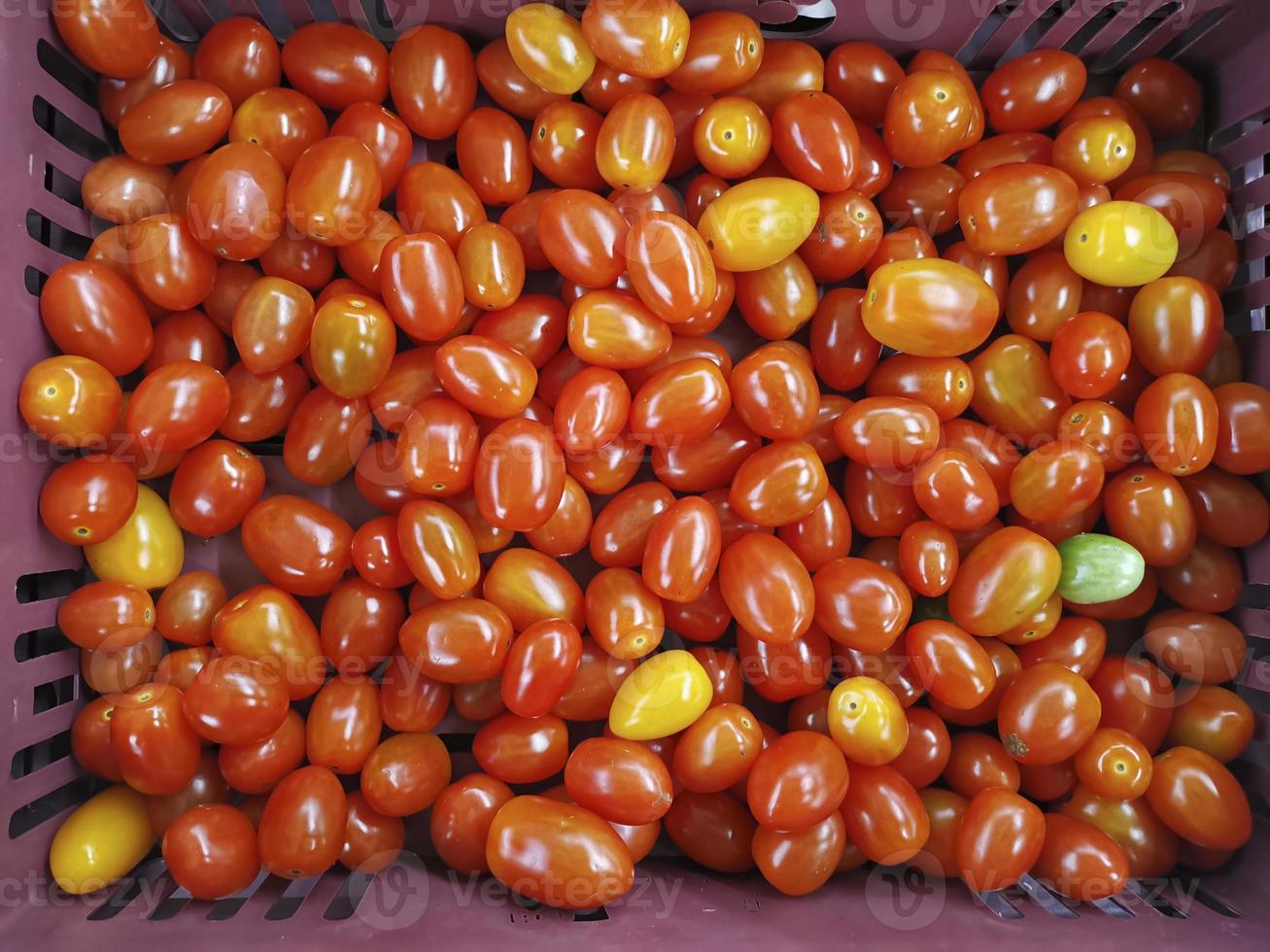 Cherry tomatoes stack. Summer tray market agriculture farm full of organic vegetables It can be used as background photo