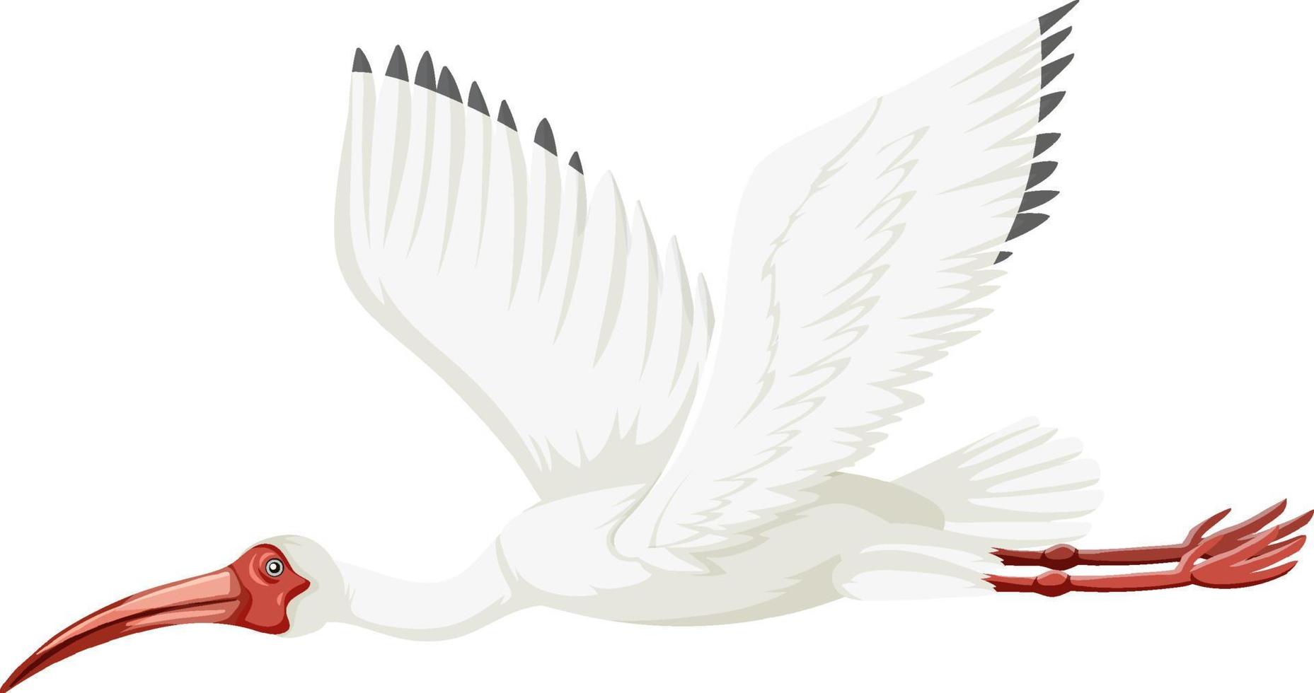 American white ibis isolated vector