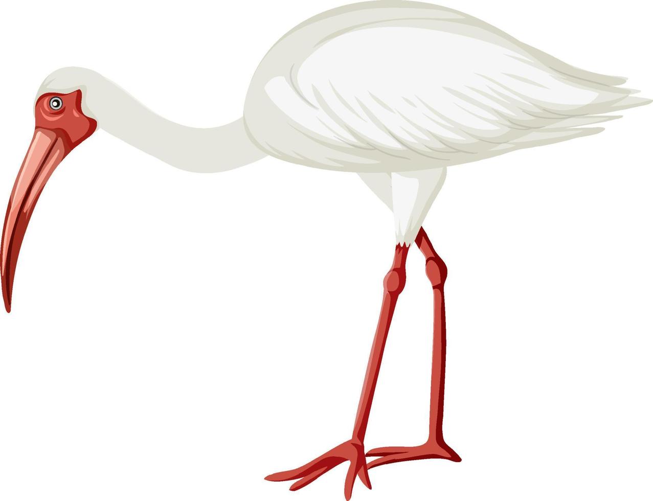 ibis blanco americano aislado vector