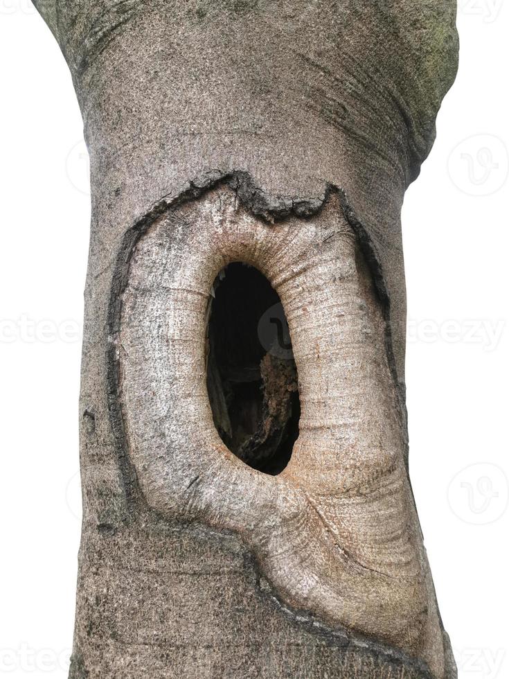 Large holes in large trees.animals drilled holes in trees To make a nest on a tree photo