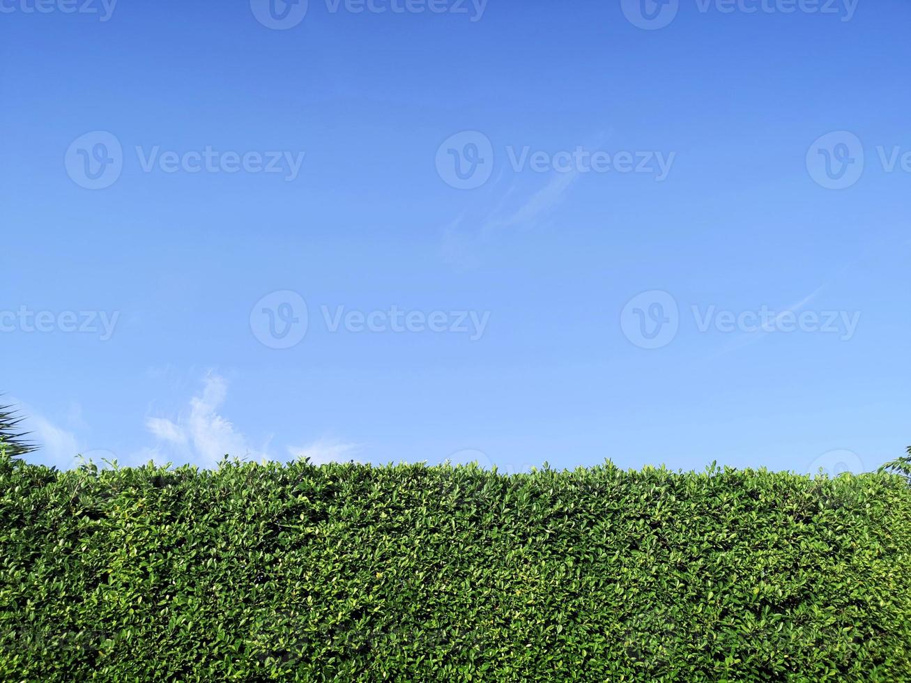 Green grass wall texture and bright blue sky photo