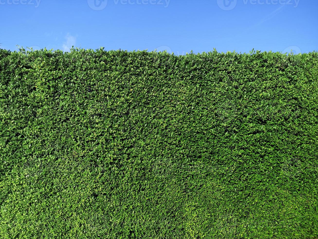 textura de pared de hierba verde y cielo azul brillante foto