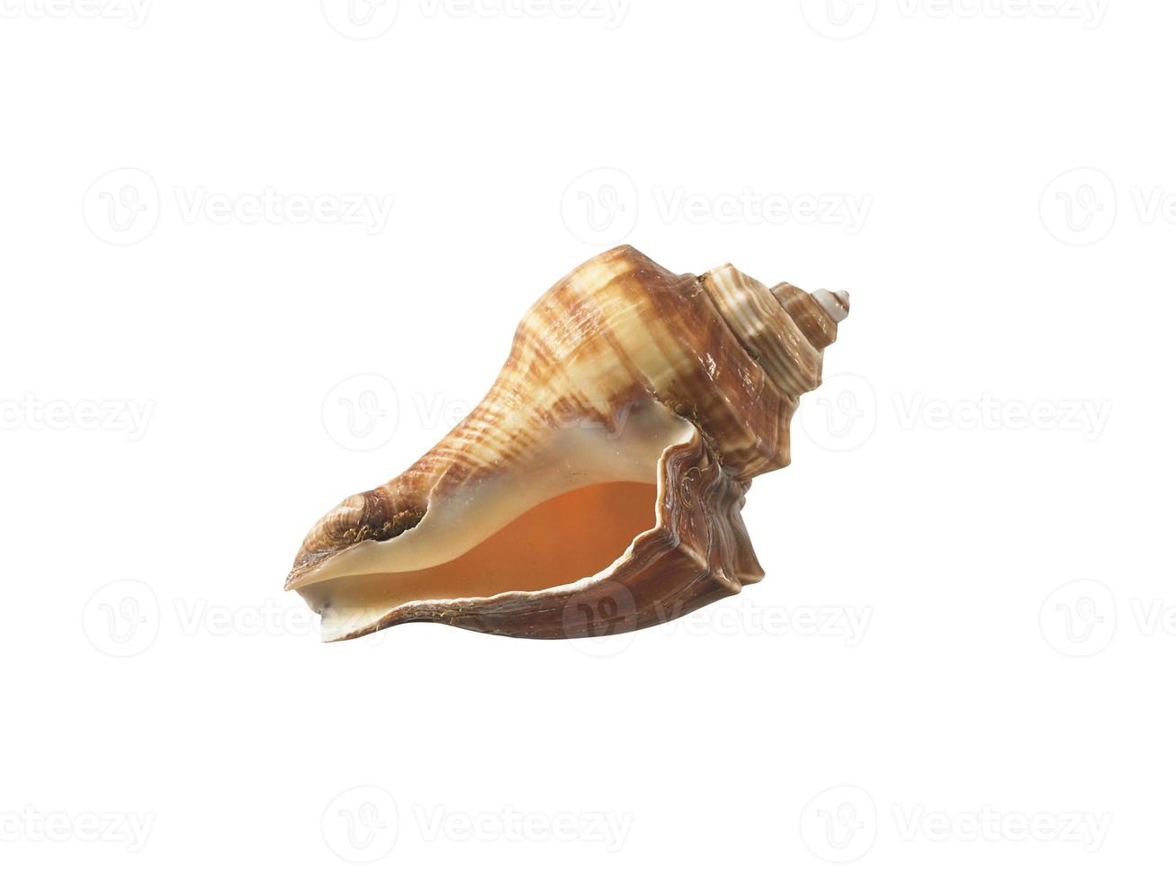 Empty seashell isolated on white background photo