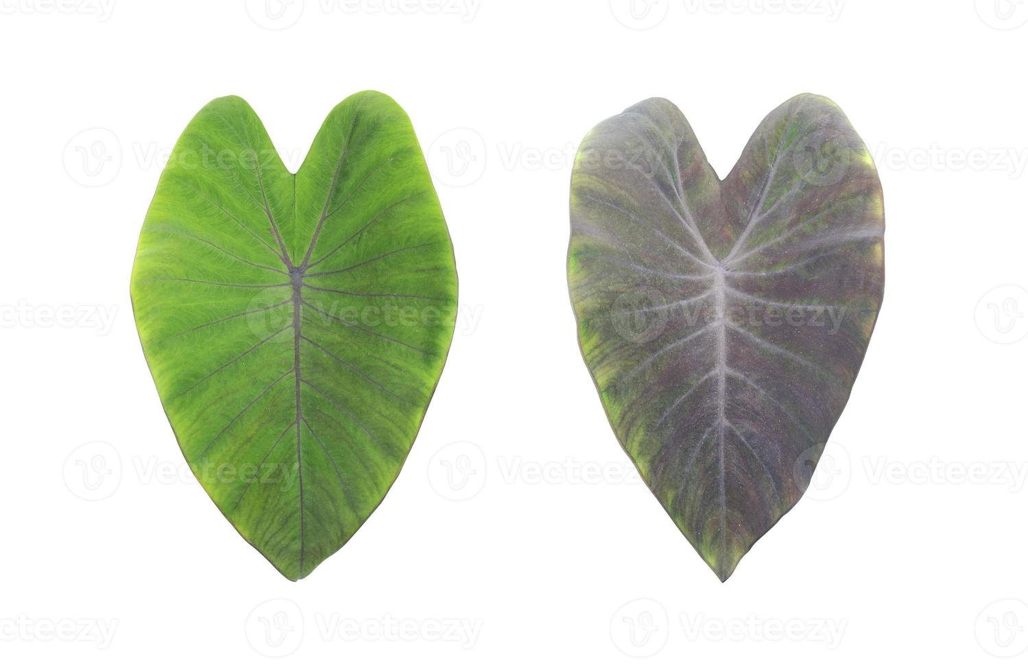leaves, Tropical foliage isolated on white background, with clipping path photo