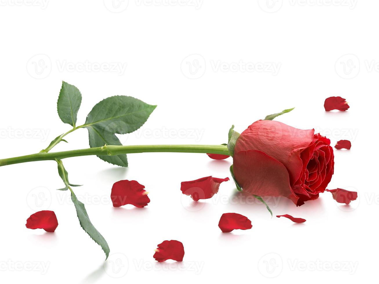 Red roses and rose petals on white background,Valentines day concept photo