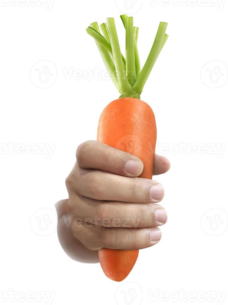 Hand holding ripe carrots. isolated on a white background photo