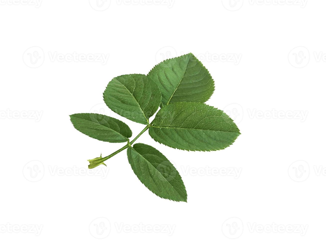 rose leaves on a white background photo
