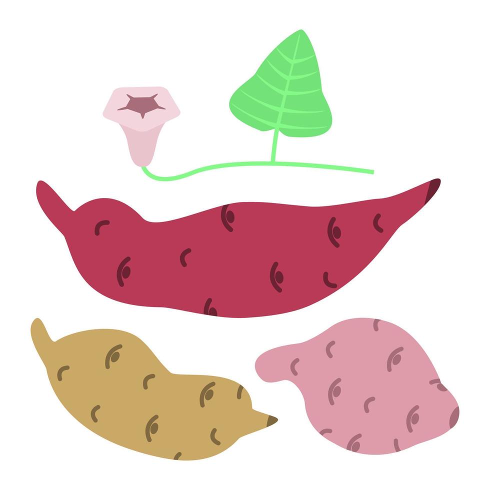 Sweet Potato, Batata Tubers with Flower and Leaf vector
