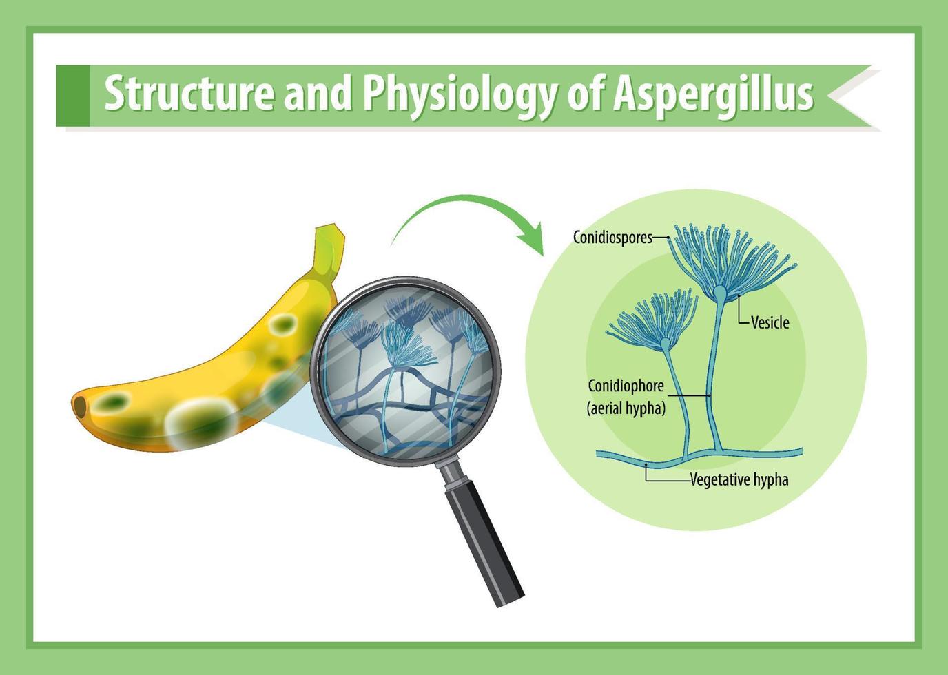 Structure and Physiology of banana Aspergillus vector