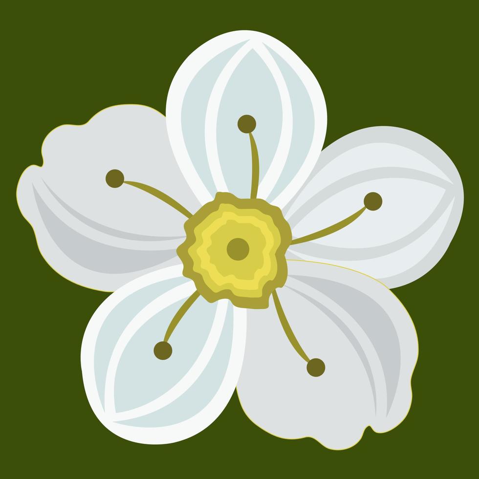 False rue anemone vector art for graphic design and decorative element