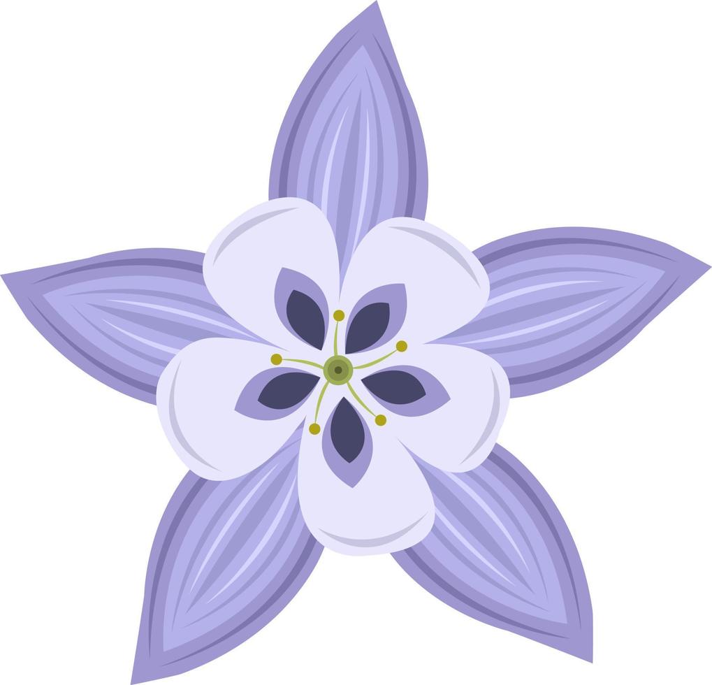 Rocky mountain columbine flower vector art for graphic design and decorative element