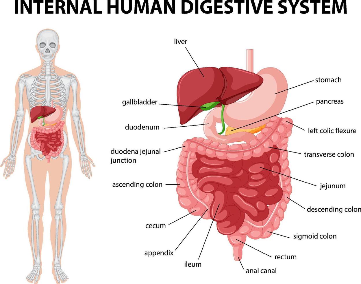 diagrama que muestra el sistema digestivo humano interno vector