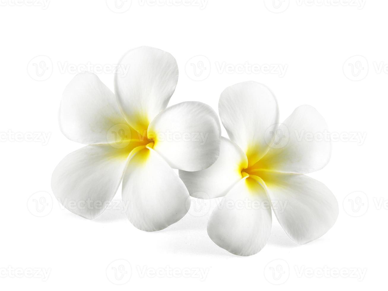 Flor de frangipani aislado en blanco foto