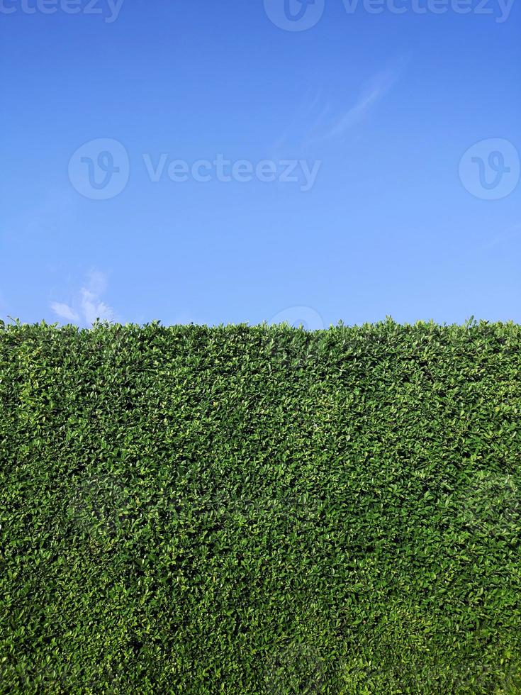 Green grass wall texture and bright blue sky photo