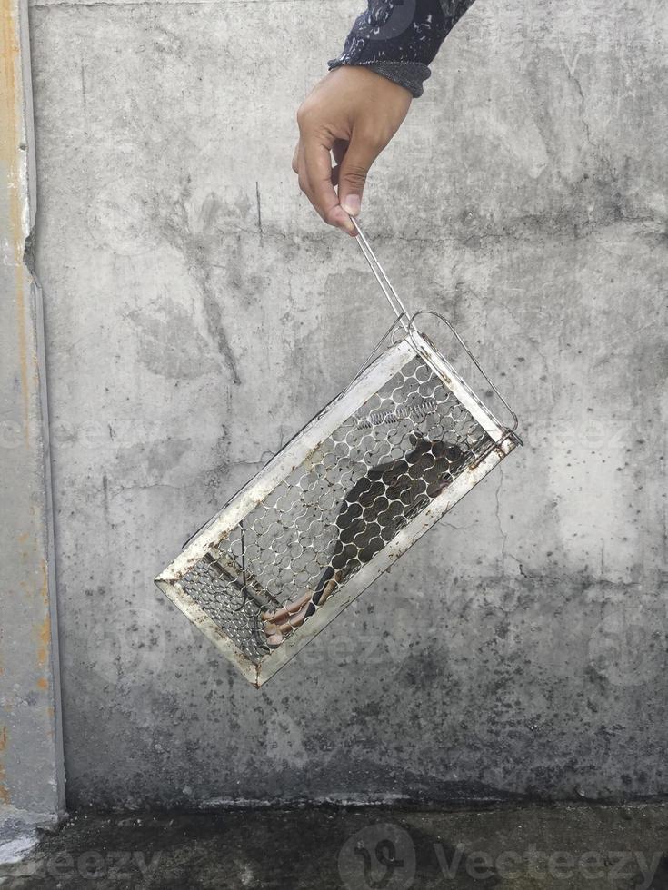 Rats stuck in a cage Rats in the house photo