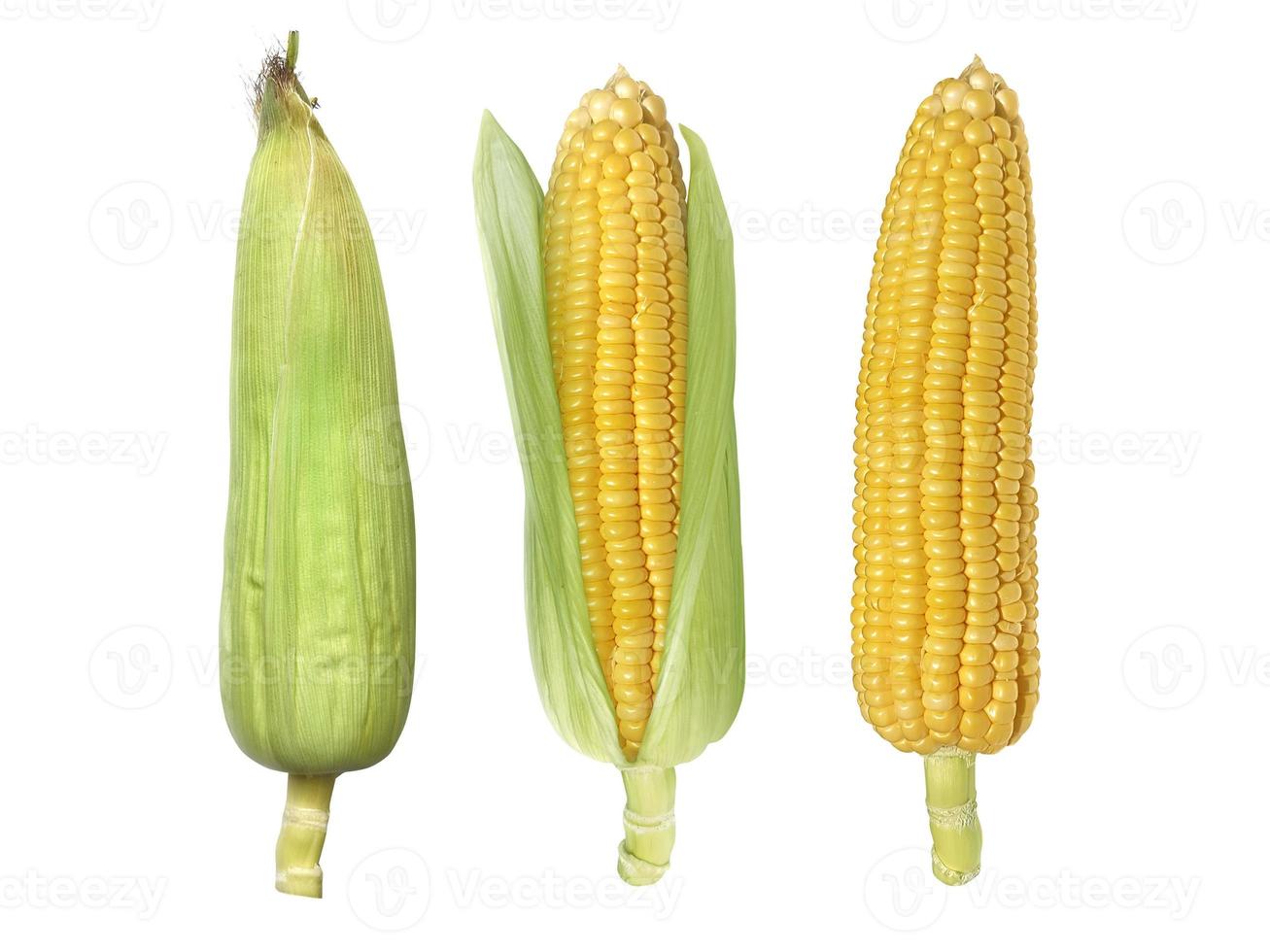 Corn isolated on white background photo