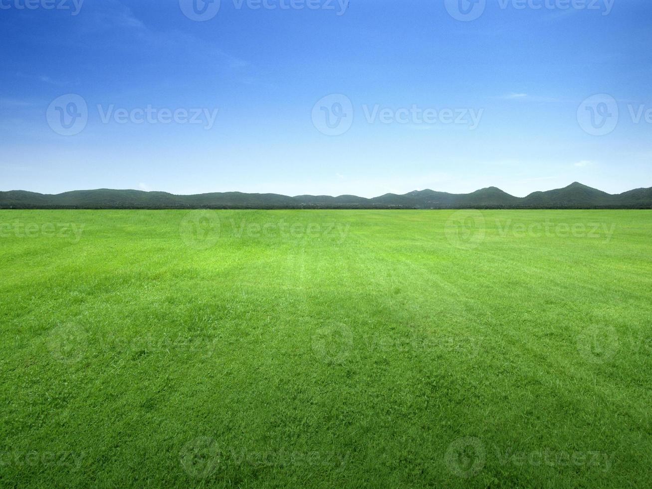 imagen de fondo de un exuberante campo de hierba bajo un cielo azul foto