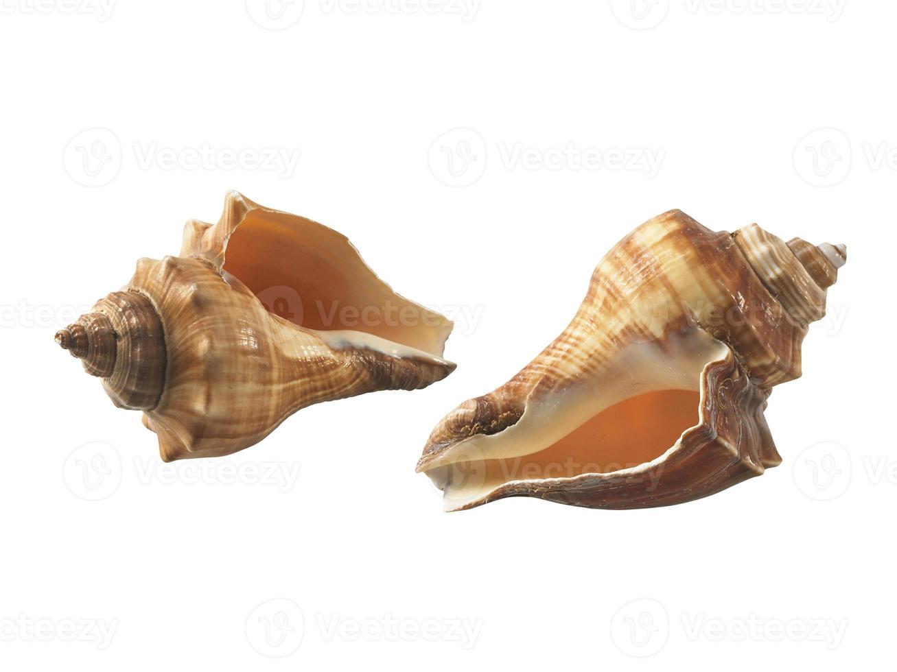 Empty seashell isolated on white background photo