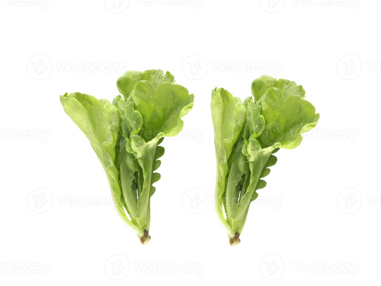 Fresh green Lettuce leaves, Salad leaf isolated on white background photo