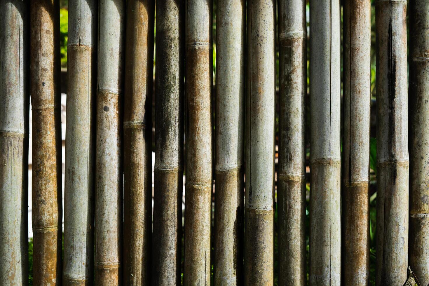 The surface of the bamboo board wall for the background. Old dried bamboo with a detailed texture. photo