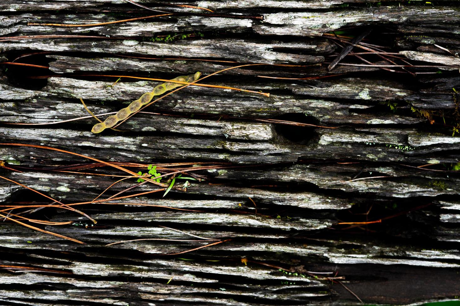 The natural texture of the bark for the background. The bark of an old tree with an embossed texture and sticking moss. photo