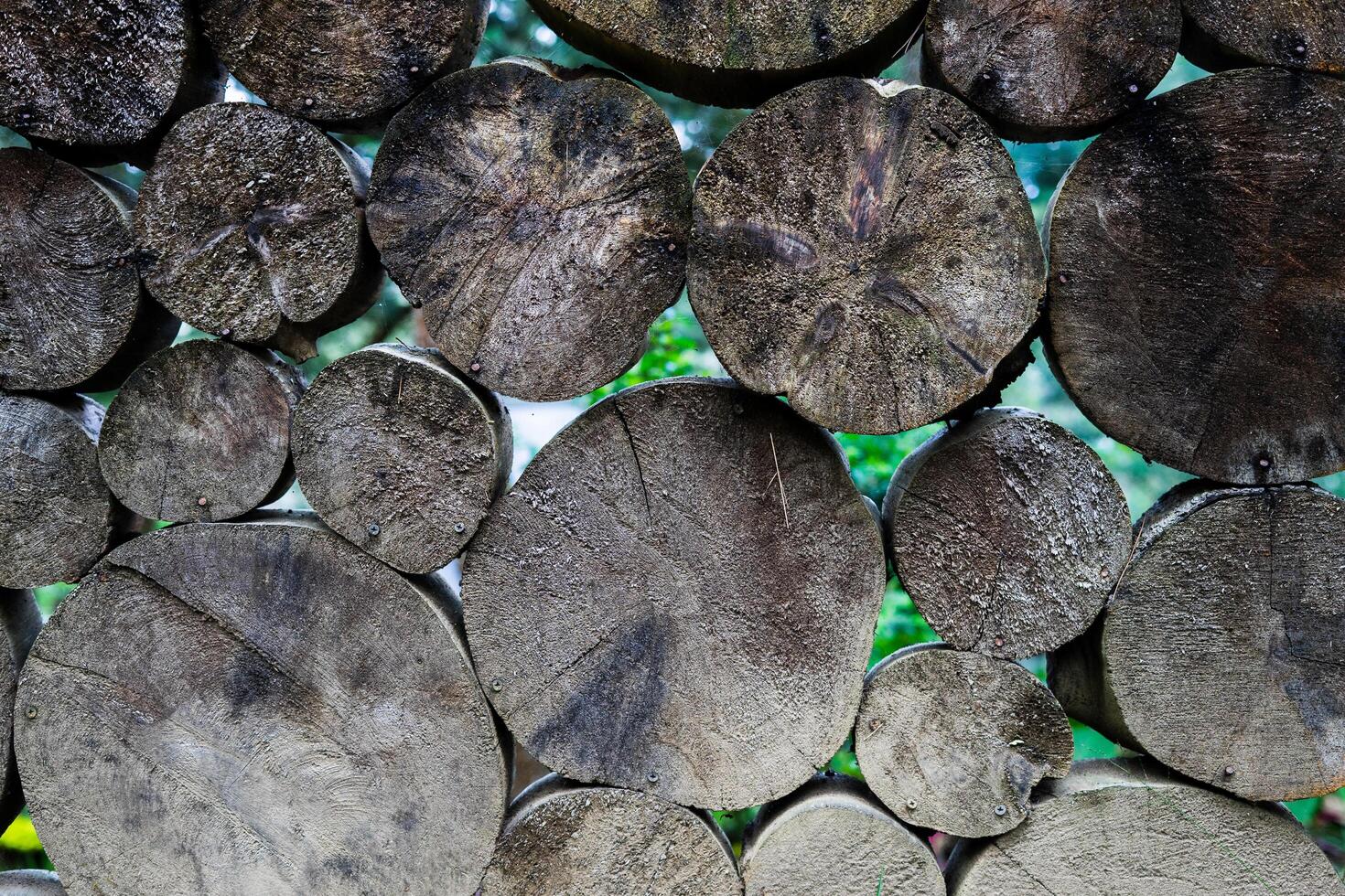 Felled wood pile for close up background. Round chopped wood with a rough texture. Natural stacked firewood stump pattern. photo