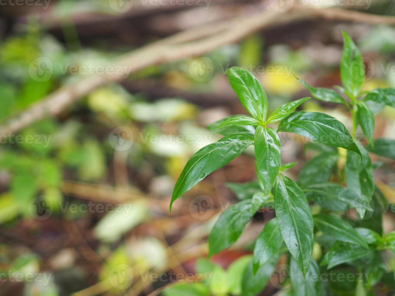 King of bitters Andrographis paniculata Burm, Wall. Ex Nees, Fah Talai jhon, Thai herbs relieve sore throat, reduce fever, heat up the cold green leaves vegetable nature protect coronavirus, covid-19 photo