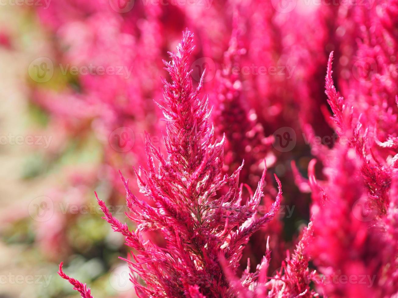 Cocks comb, Foxtail amaranth, red color Celosia argentea AMARANTHACEAE flowers blooming in garden blurred of nature background, Celosia plumose, Plumed Celusia, Wool Flower photo