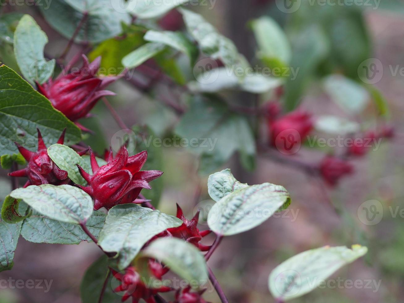 roselle hibiscus sabdariffa flor de fruta roja que florece en el jardín sobre un fondo borroso de la naturaleza, enfoque selectivo. foto