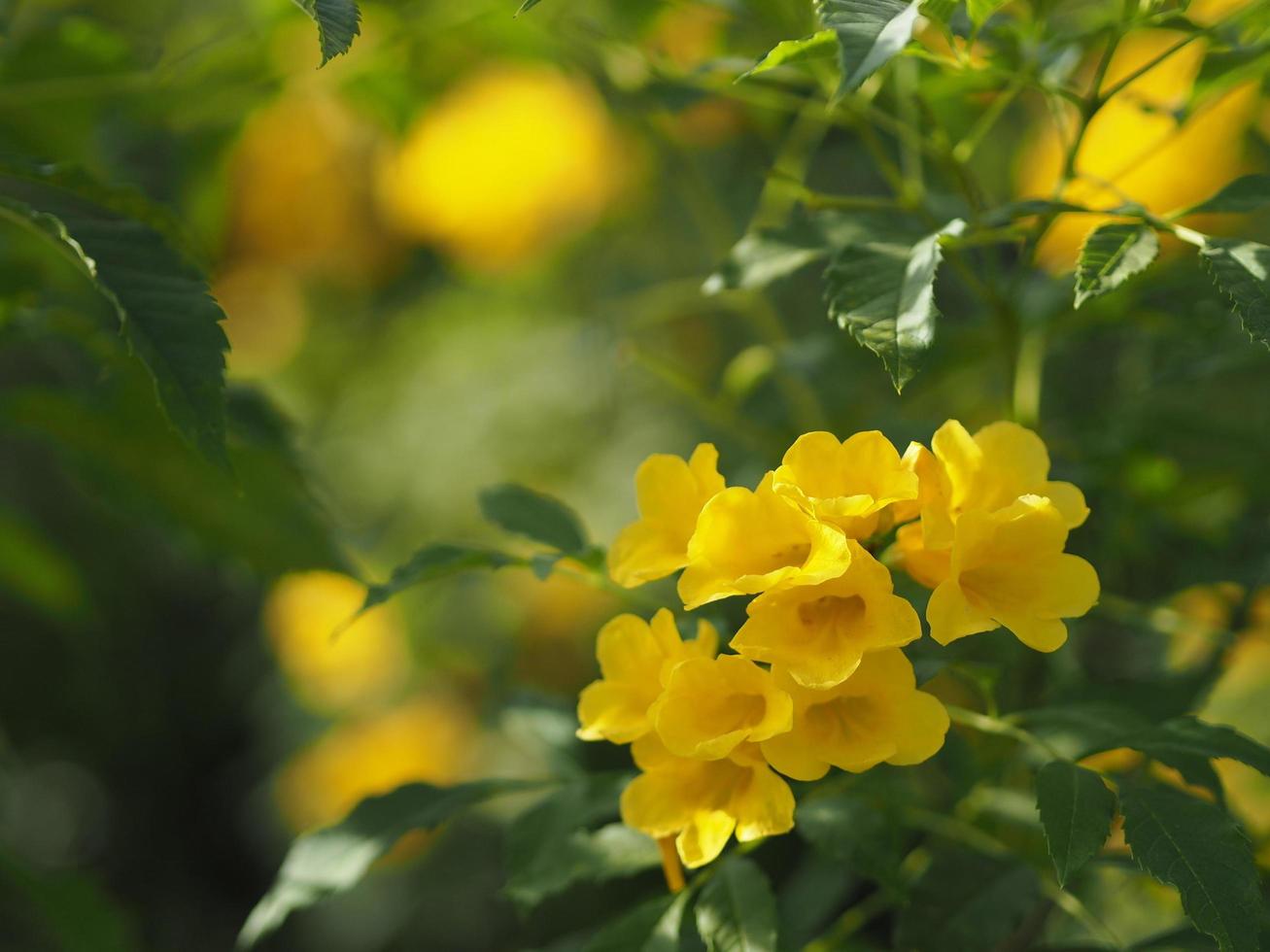 Yellow Elder, Magnoliophyta, Angiospermae Gold Yellow trumpet flower, ellow elder, Trumpetbush, Tecoma stans blurred of background beautiful in nature Flowering into a bouquet of flowers photo