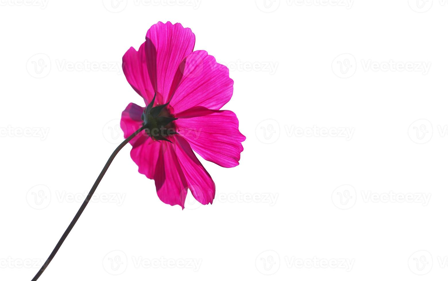 Pink cosmos, Isolated flower, cut outline on white background space for frame copy write postcard decorate pattern artwork arts, Artistic paper photo