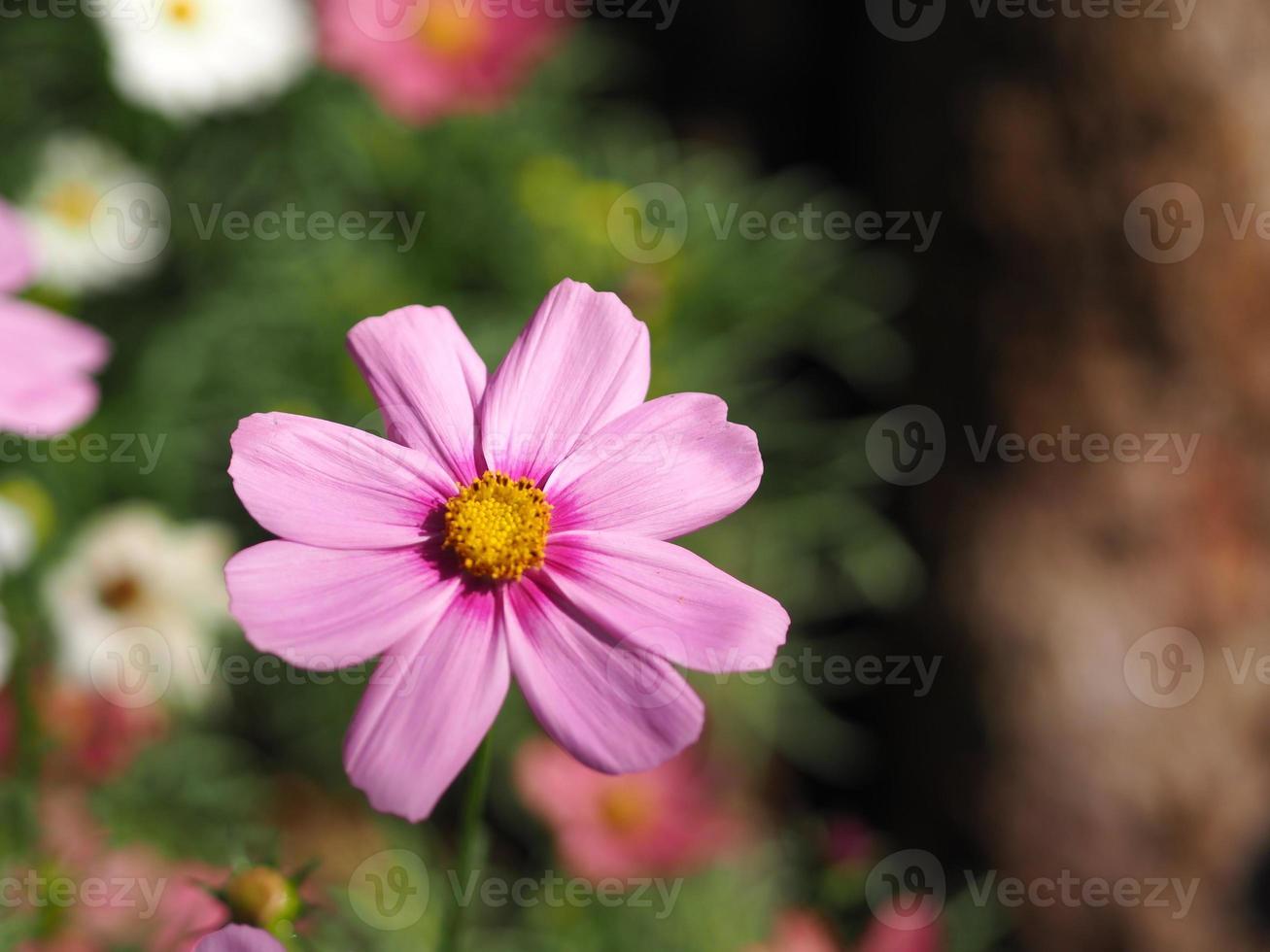 flor de color rosa, cosmos de azufre, flores de aster mexicanas están floreciendo maravillosamente en primavera en el jardín, borrosa de fondo natural foto