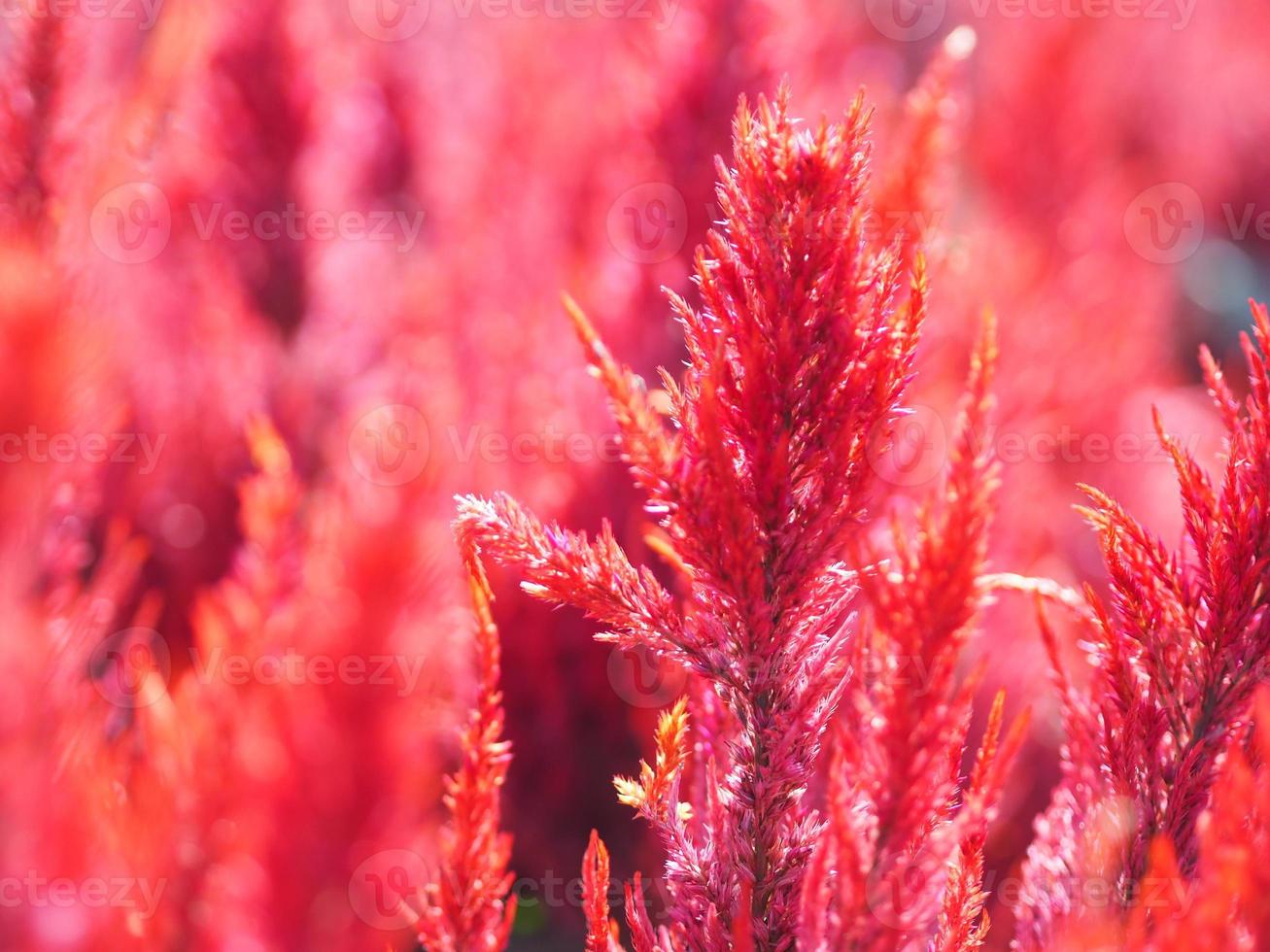 Cocks comb, Foxtail amaranth, red color Celosia argentea AMARANTHACEAE flowers blooming in garden blurred of nature background, Celosia plumose, Plumed Celusia, Wool Flower photo
