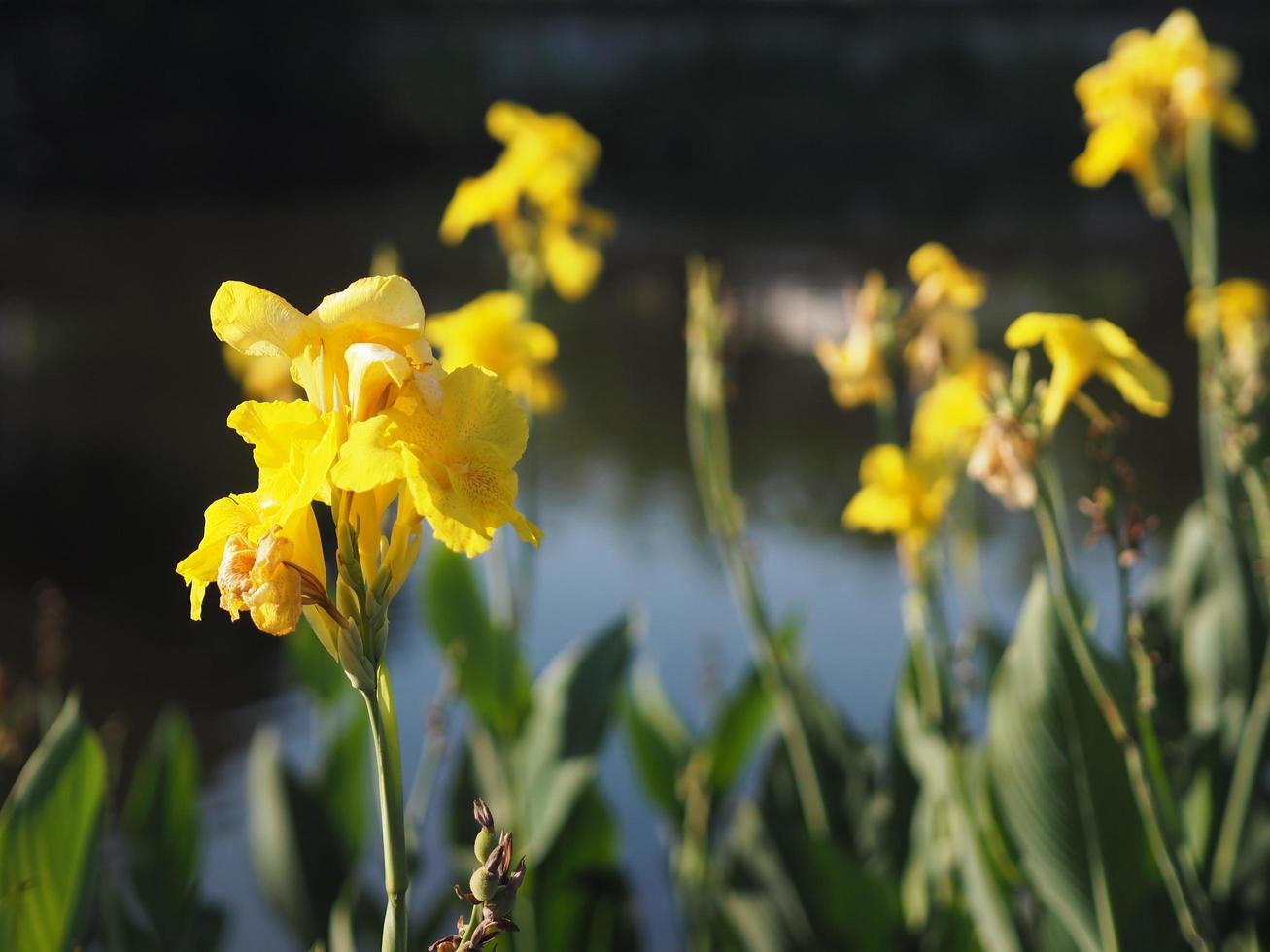 Yellow color flower Indian shot, India short plant, India shoot, Butsarana, Cannas, Canna lily, Canna indica, CANNACEAE, Flowering as a bouque in garden nature background photo