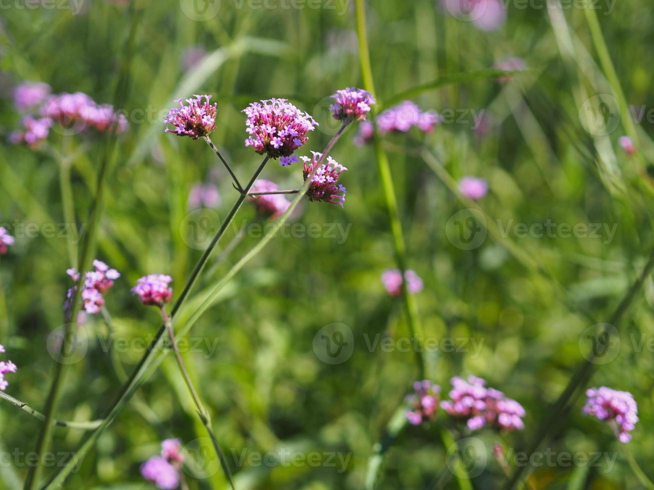 Verbena bouquet Small violet flower blooming in garden blurred of nature background, copy space concept for write text design in front background for banner, card, wallpaper, webpage photo
