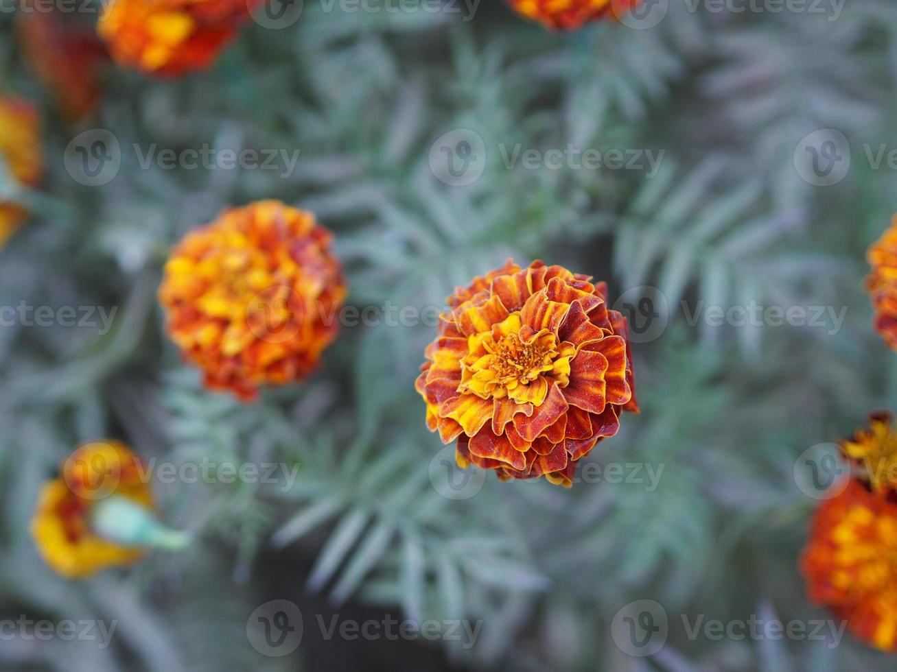 African marigold, American or Aztec marigolds flower Beautiful yellow mix orange color Flowers growing blooming in garden nature background photo