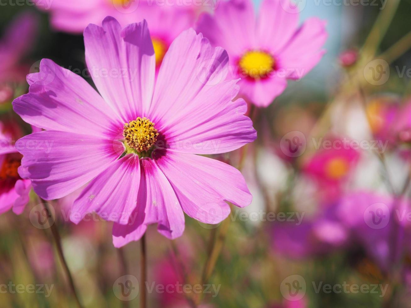 Pink color flower, sulfur Cosmos, Mexican Aster flowers are blooming beautifully springtime in the garden, blurred of nature background photo