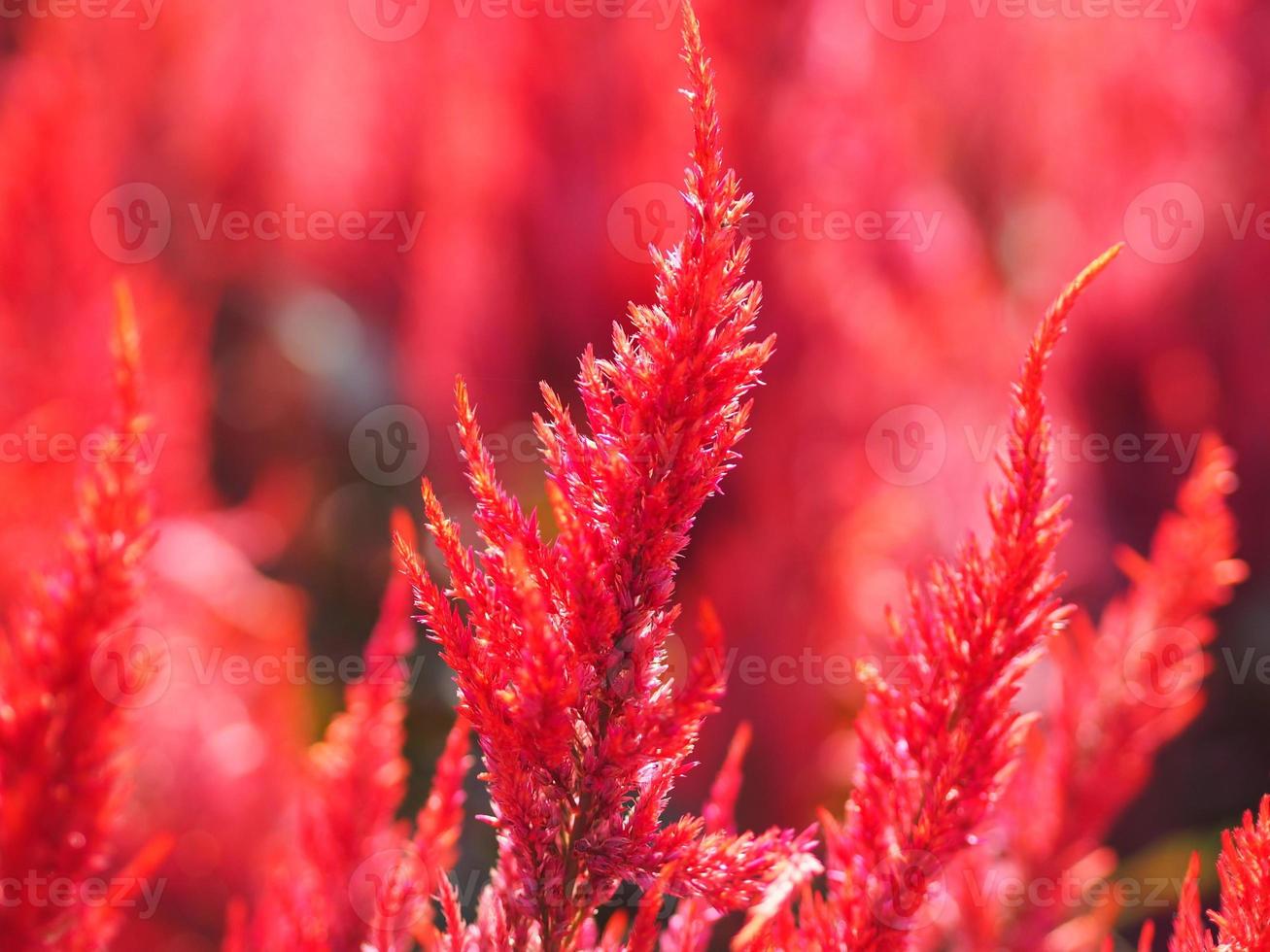 Cocks comb, Foxtail amaranth, red color Celosia argentea AMARANTHACEAE flowers blooming in garden blurred of nature background, Celosia plumose, Plumed Celusia, Wool Flower photo