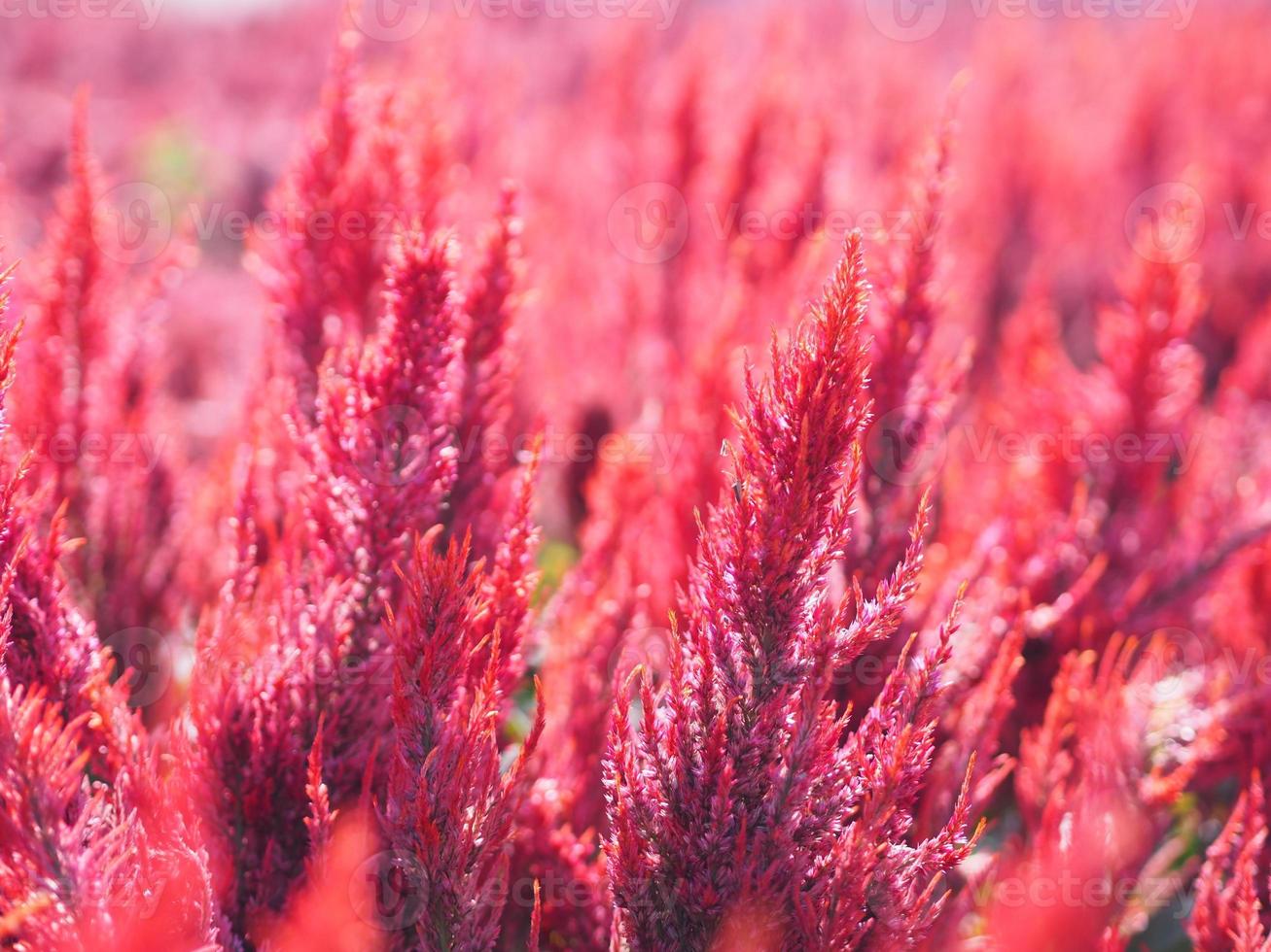 Cocks comb, Foxtail amaranth, red color Celosia argentea AMARANTHACEAE flowers blooming in garden blurred of nature background, Celosia plumose, Plumed Celusia, Wool Flower photo