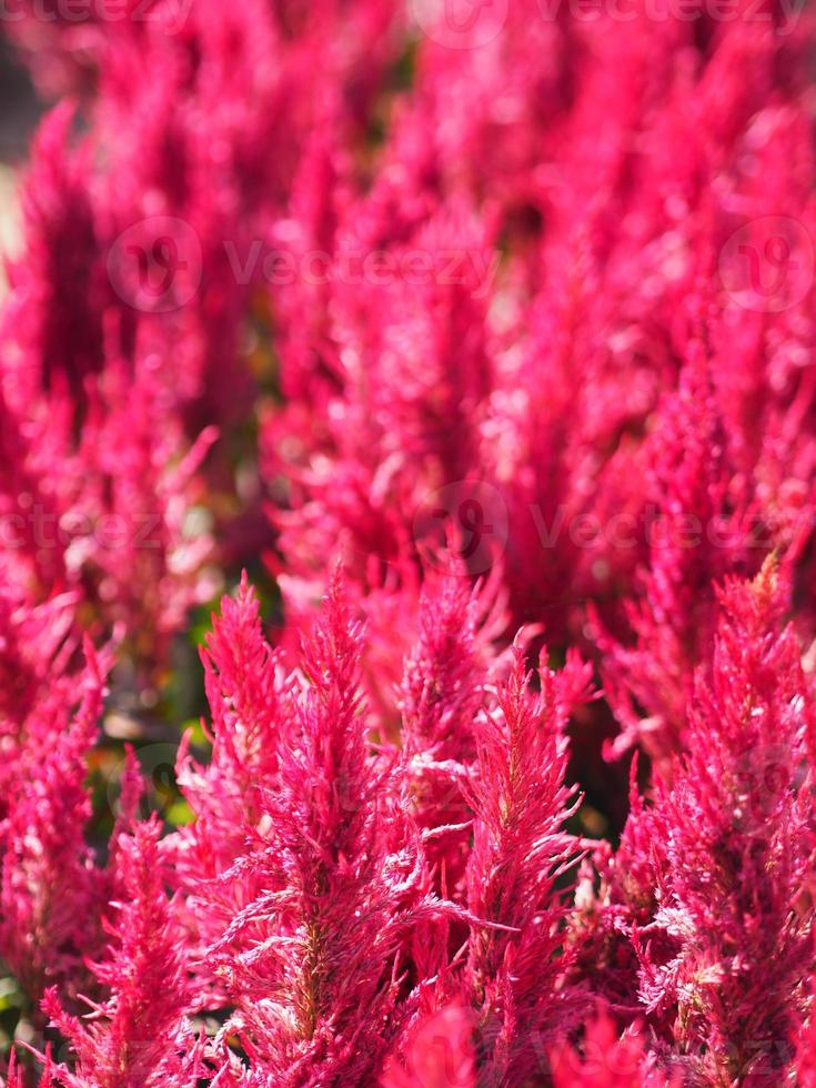 Cocks comb, Foxtail amaranth, red color Celosia argentea AMARANTHACEAE flowers blooming in garden blurred of nature background, Celosia plumose, Plumed Celusia, Wool Flower photo