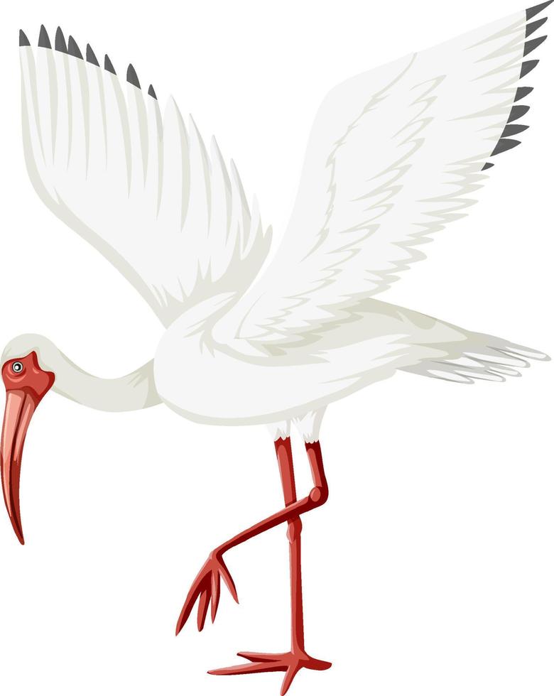 ibis blanco americano aislado vector