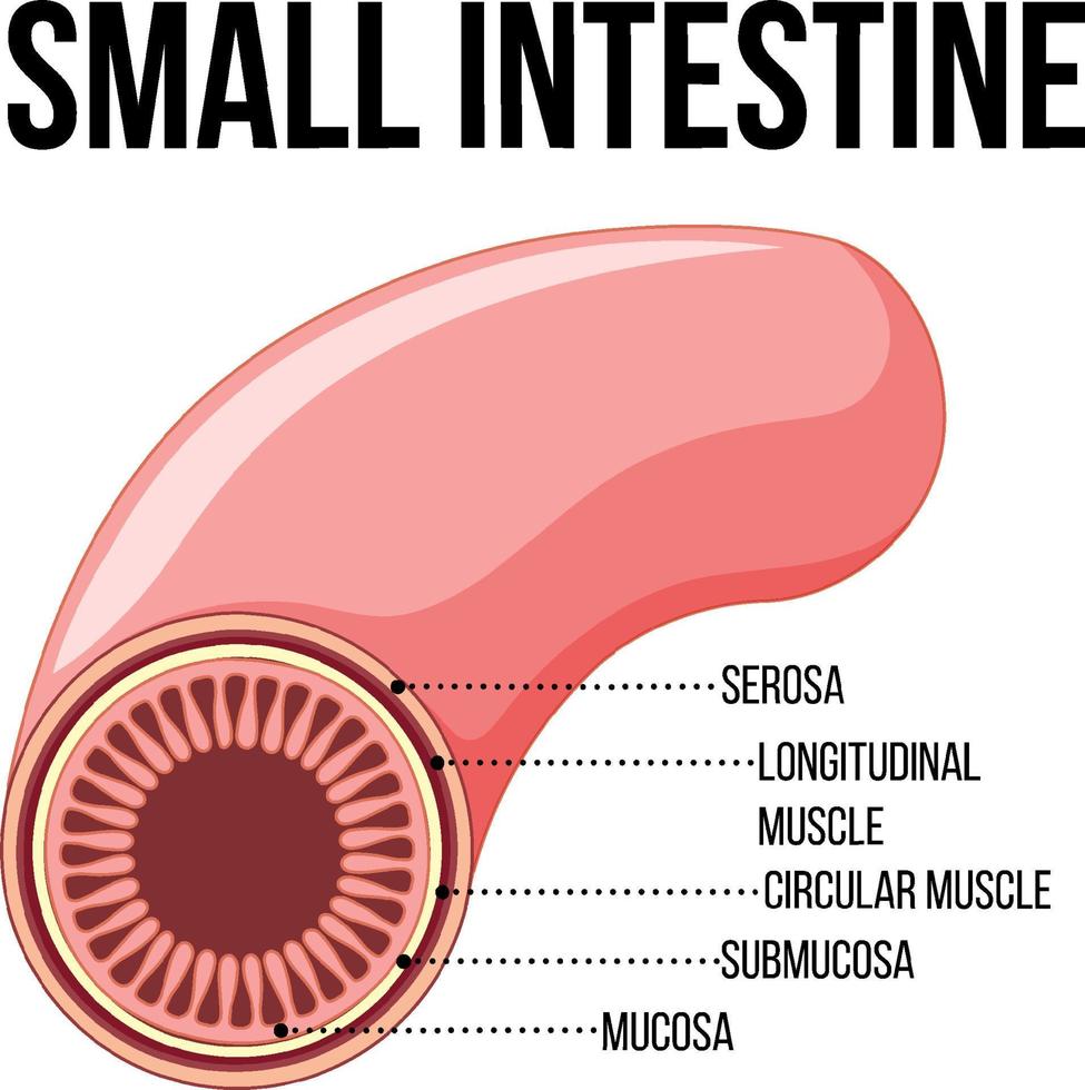 Diagram showing small intestine vector