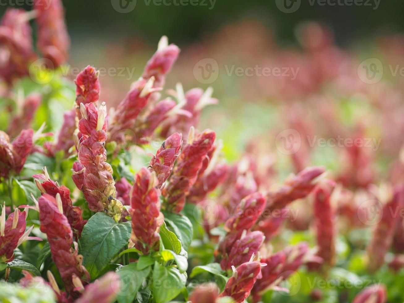 red pink flower Name Panama Queen Plant, The Orange Shrimp Plant, The Coral Aphelandra Single leaf Sorting alternately Lanceolate The flower is a big bouquet. With a small bouquet adorned on the base photo