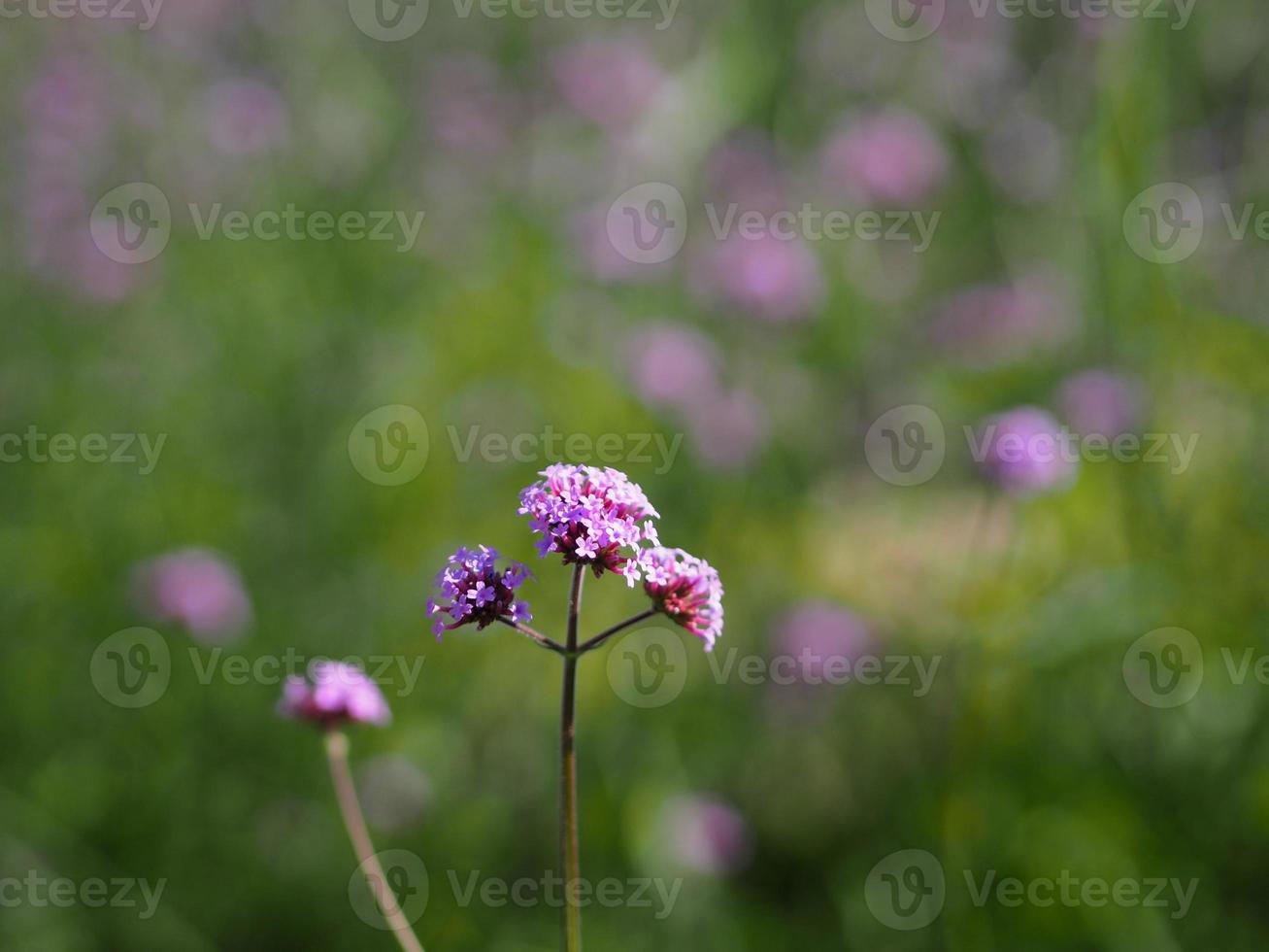 Verbena bouquet Small violet flower blooming in garden blurred of nature background, copy space concept for write text design in front background for banner, card, wallpaper, webpage photo