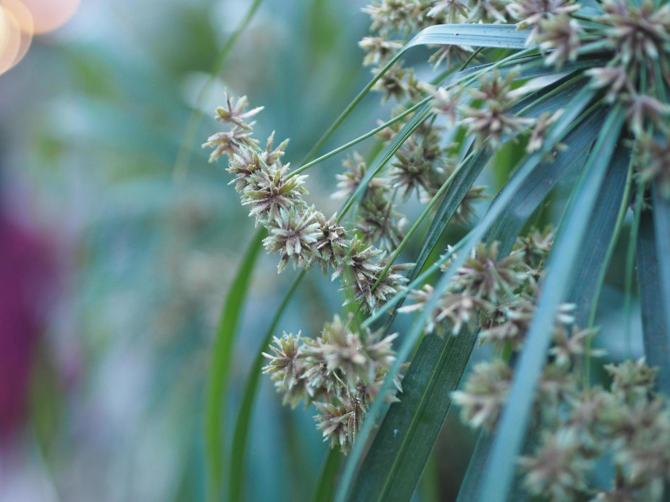 rhapis humilis blume, palmae, reed rhapis, slender lady palm flor verde suave que florece en el fondo de la naturaleza foto