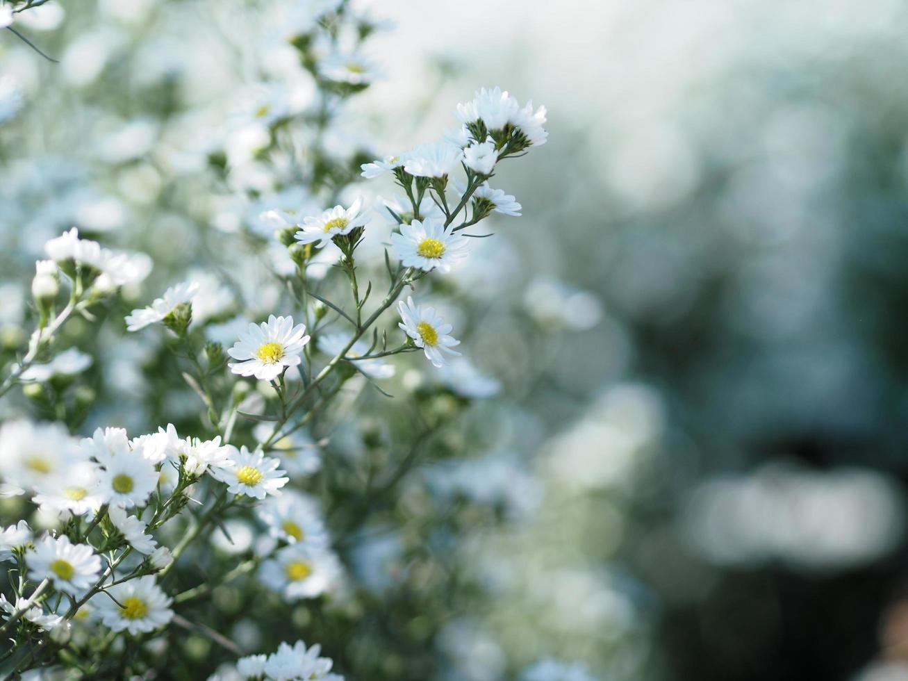 Cutter Aster Flower, Solidago Canadensis, Asteraceae, Biannials white color flowers springtime blooming in garden on blurred of nature background photo